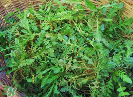 薺菜怎么保存？薺菜可以曬干存放嗎？