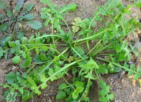 薺菜怎么保鮮？新鮮薺菜如何保鮮？