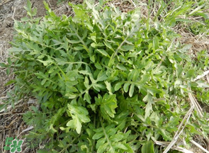 薺菜什么季節(jié)有？薺菜什么時(shí)候上市？