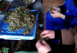 薺菜什么季節(jié)有？薺菜什么時(shí)候上市？