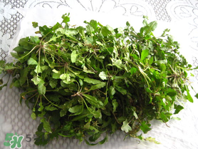 薺菜什么時(shí)候播種？薺菜什么時(shí)候挖？