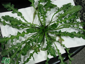 薺菜什么時(shí)候播種？薺菜什么時(shí)候挖？