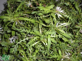 薺菜什么時(shí)候播種？薺菜什么時(shí)候挖？