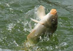 3月份釣什么魚？3月份怎么釣魚？