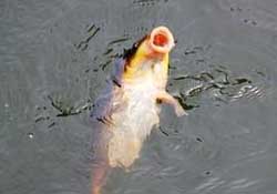 三月份釣鯉魚好釣嗎？3月份釣鯉魚用什么好？