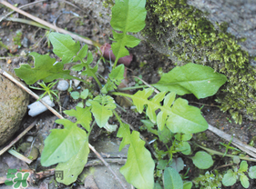 薺菜是什么菜？薺菜是什么野菜？