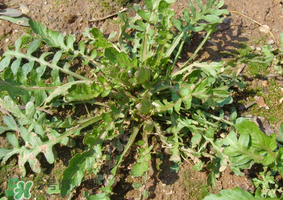 薺菜是什么菜？薺菜是什么野菜？