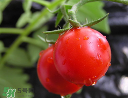薺菜可以和西紅柿一起吃嗎？薺菜和西紅柿一起吃好嗎？