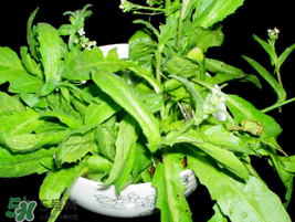 薺菜能和青菜一起吃嗎？薺菜和青菜一起吃好嗎？