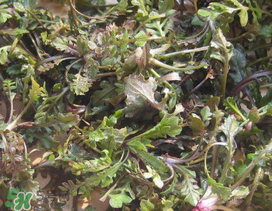 薺菜上有白點能吃嗎？薺菜背面有白點是什么？