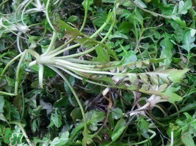 薺菜上有黑點能吃嗎？薺菜葉子上的黑點怎么回事？