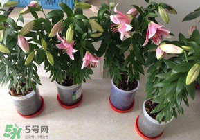 3月份可以種百合花嗎？百合幾月種植？