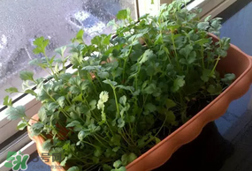 三月份可以種香菜嗎？香菜幾月份播種？