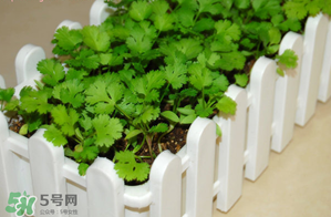三月份可以種香菜嗎？香菜幾月份播種？