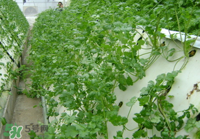 三月份可以種香菜嗎？香菜幾月份播種？