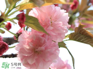 四月份還有櫻花嗎？四月份哪里有櫻花？