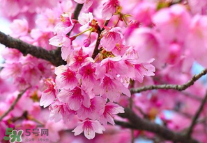 四月份還有櫻花嗎？四月份哪里有櫻花？
