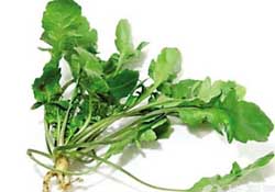 薺菜是什么菜？薺菜是什么野菜？