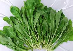 薺菜能和青菜一起吃嗎？薺菜和青菜一起吃好嗎？