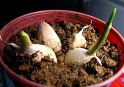 3月份可以種大蒜嗎？三月份種什么農(nóng)作物？