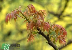 什么東西清火效果好？什么東西清火最快？