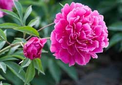 春天能種芍藥嗎？芍藥幾月種植？