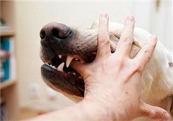 狂犬疫苗多少錢？狂犬疫苗價格？