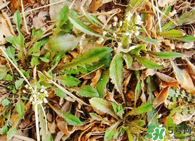 薺菜不能和什么一起吃？薺菜和什么相克？