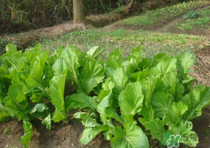 芥菜能和雞肉一起吃嗎？芥菜與雞肉同吃會中毒嗎？