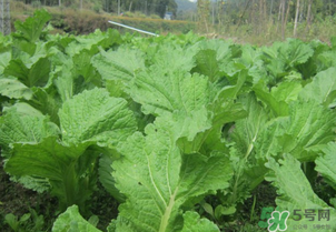 芥菜能和雞肉一起吃嗎？芥菜與雞肉同吃會中毒嗎？