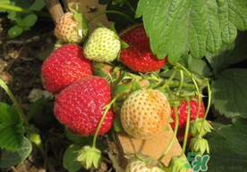 春天能種草莓嗎？春天可以種草莓嗎？