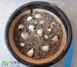 春天可以種大蒜嗎？春天什么時候種大蒜？
