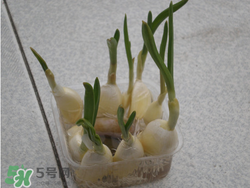 春天大蒜什么時(shí)候澆水？大蒜多久澆一次水？