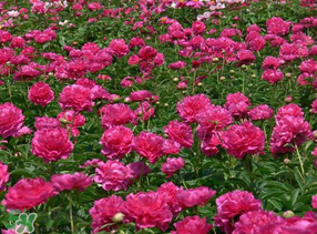 春天能種芍藥嗎？芍藥幾月種植？