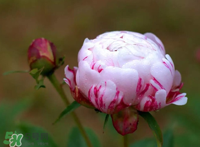 春天能種芍藥嗎？芍藥幾月種植？