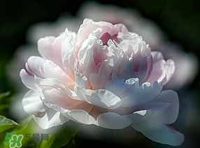 春天能種芍藥嗎？芍藥幾月種植？