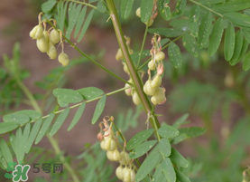 春天能吃黃芪嗎？春天吃黃芪好嗎？