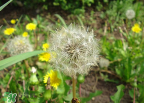 蒲公英多少錢(qián)一斤？蒲公英多少錢(qián)一克？