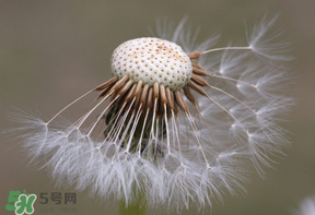 蒲公英多少錢(qián)一斤？蒲公英多少錢(qián)一克？