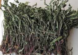 干的蒲公英多少錢一斤？蒲公英多少錢一斤干的？