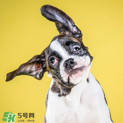 狂犬疫苗多少錢？狂犬疫苗價格？