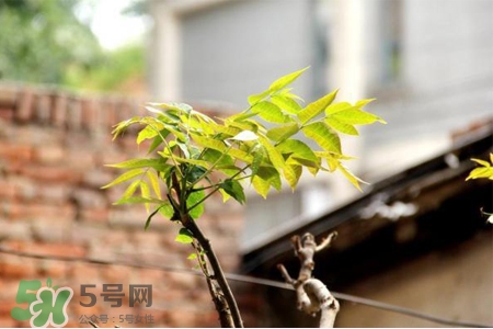 植樹節(jié)是幾月幾日？2017植樹節(jié)是哪一天？