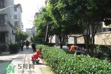 植樹節(jié)是幾月幾日？2017植樹節(jié)是哪一天？
