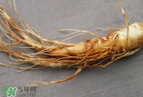 春天可以吃人參嗎？春季能進(jìn)補(bǔ)人參嗎？