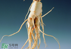 春天可以吃人參嗎？春季能進(jìn)補(bǔ)人參嗎？