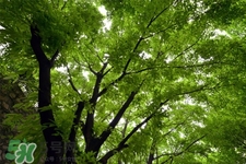 植樹節(jié)可以去哪里種樹？植樹節(jié)可以去哪里植樹？