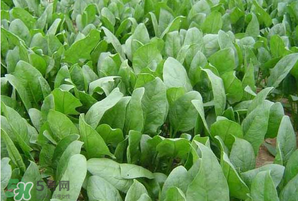 春天能種菠菜嗎？春天怎么種菠菜？
