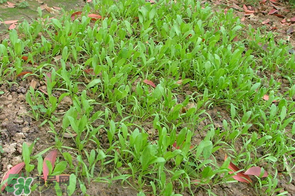 春天能種菠菜嗎？春天怎么種菠菜？