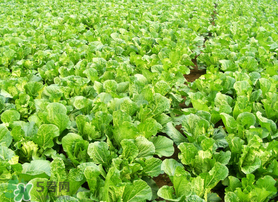 春天能種白菜嗎？春天白菜什么時(shí)間種植？