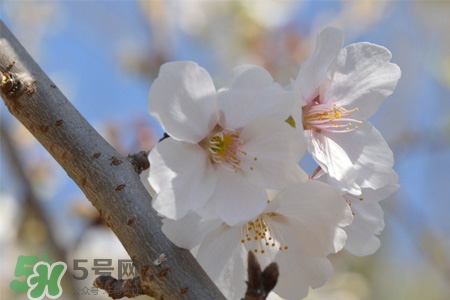 植樹節(jié)可以種什么花？植樹節(jié)種什么花好？